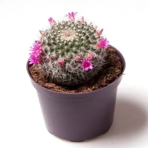 Old Lady Cactus - Image 2