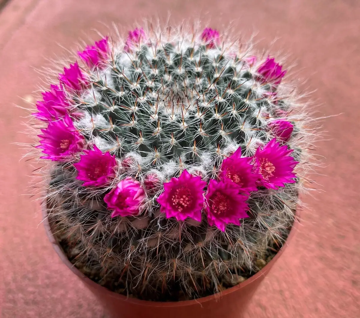 Old Lady Cactus - Image 3